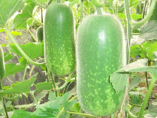 51朝阳吃瓜 网红大瓜直播,网红大瓜直播，揭秘娱乐圈幕后风云